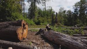 Best Lot and Land Clearing  in Canadian Lakes, MI